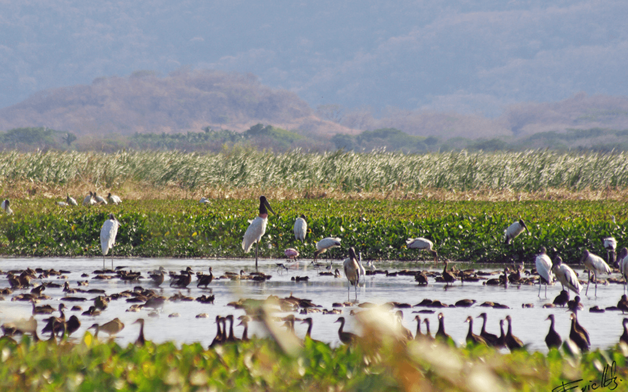 FOTOS SITE COSTA RICA  0008s 0000 wide 1000 09 palo verde wetlands 1